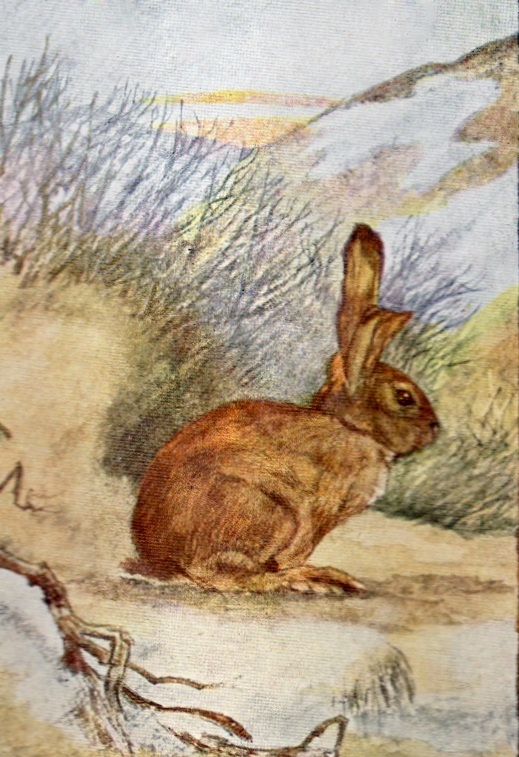 bumble button Darling Victorian Rabbits and Bunnies From Children's